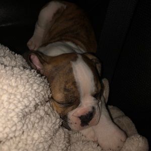 Meet your Posher, Adelia